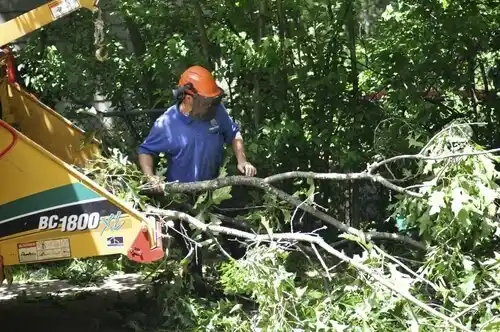 tree services Jenkins